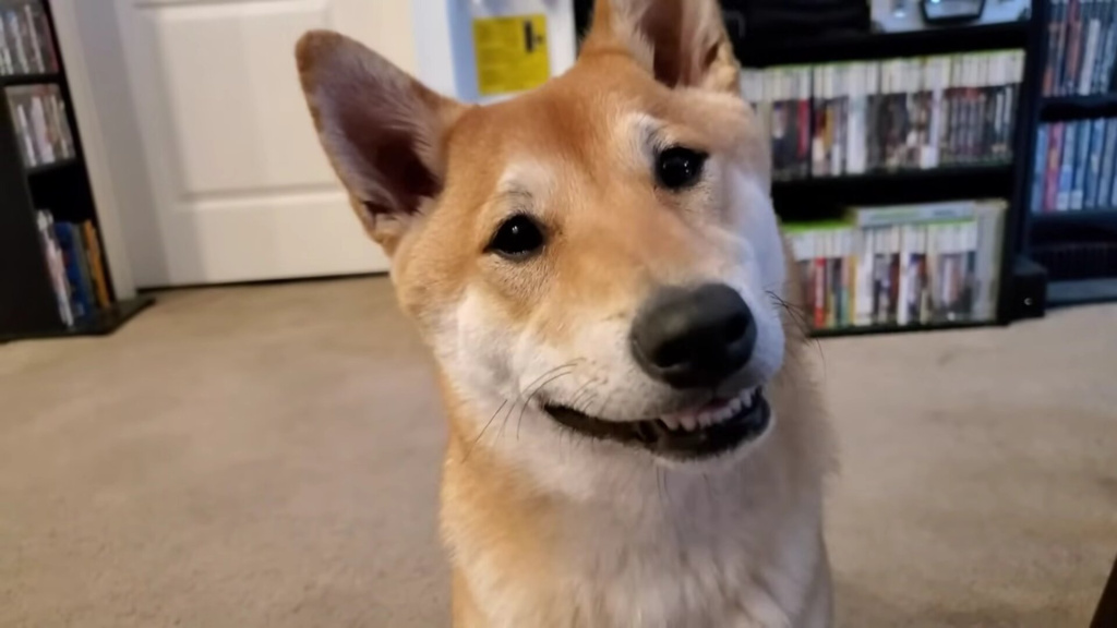 Awesome Games Done Quick 2024 To Have First Dog Speedrunner