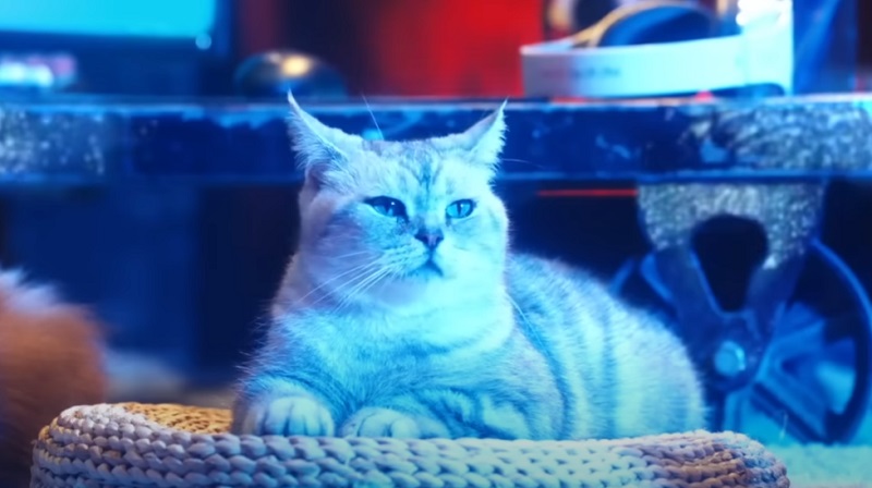 China’s WotLK Classic TV Ad Is Absolutely Purrfect