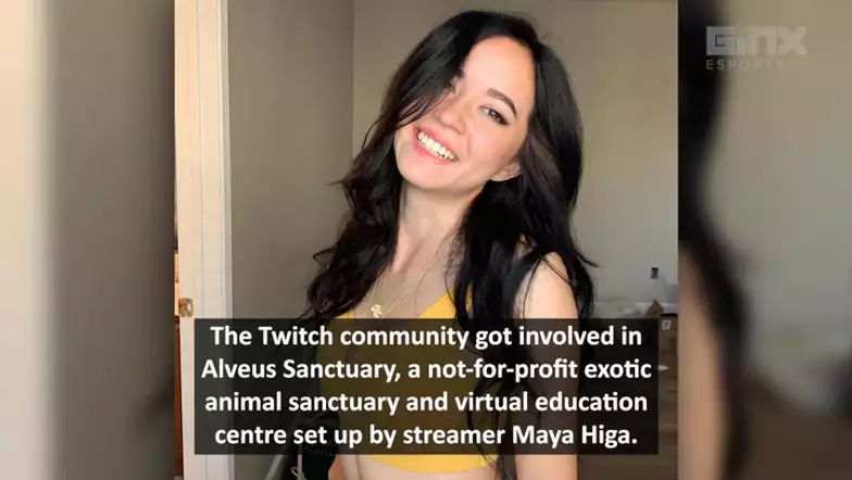 IN FEED: Maya's charity auction huge success as she goes bald, Ludwig pays $53k for hour with shroud
